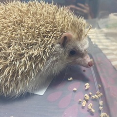 ハリネズミ里親募集