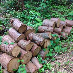 [取引決定] 薪(ヒノキ)　玉切り　キャンプ用　野外調理用