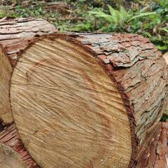 [取引決定] 薪(ヒノキ)　玉切り　キャンプ用　野外調理用の画像