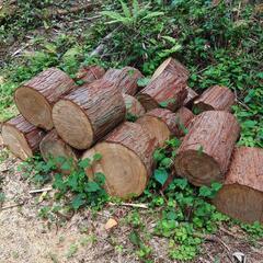 [取引決定] 薪(ヒノキ)　玉切り　キャンプ用　野外調理用の画像