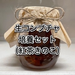 ３　生コンブチャ培養セット♪ 紅茶キノコ　紅茶きのこ　コンブチャ...