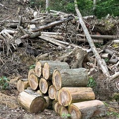 切り株1本（ご希望でスウェーデントーチに）
