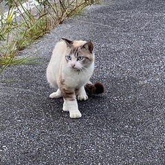 首輪ありの迷子ねこ − 沖縄県