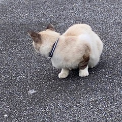 首輪ありの迷子ねこ - 教えたい