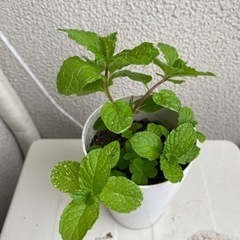 スペアミント苗　無農薬の画像