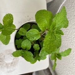 スペアミント苗　無農薬の画像