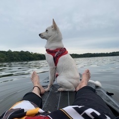 北海道犬
