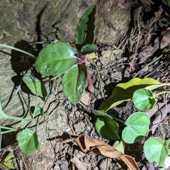 万両の苗(種から)の画像