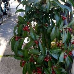 万両の苗(種から)の画像