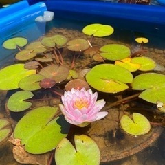 メダカ　お引き取りします
