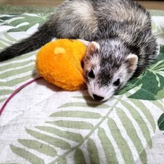フェレットちゃん飼っている方