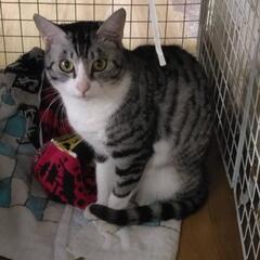 気長にお世話してくださる里親さん募集🐾