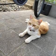一歳のメス猫ちゃん
