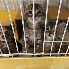 推定1ヶ月の兄弟😸6/11(日)柊マルシェ譲渡会参加予定