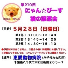 5月28日(日)🌸にゃん☆ぴーす猫の譲渡会🌸「恵愛動物病院」八千...