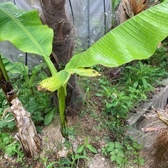 バナナの木^ - ^南国気分╰(*´︶`*)╯♡ハワイアン(*´∇｀*)毎年勝手に生えてきます。ほったらかしでも生えてきます。チュラサンサンの画像