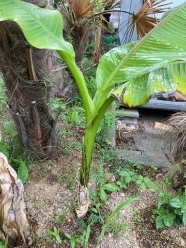バナナの木^ - ^南国気分╰(*´︶`*)╯♡ハワイアン(*´∇｀*)毎年勝手に生えてきます。ほったらかしでも生えてきます。チュラサンサン