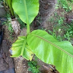 バナナの木^ - ^南国気分╰(*´︶`*)╯♡ハワイアン(*´∇｀*)毎年勝手に生えてきます。ほったらかしでも生えてきます。チュラサンサンの画像