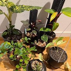 植物の画像