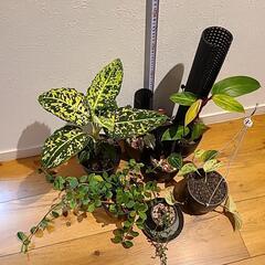 植物