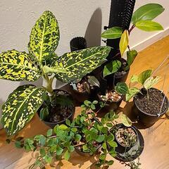 植物の画像