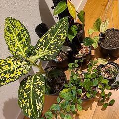 植物の画像