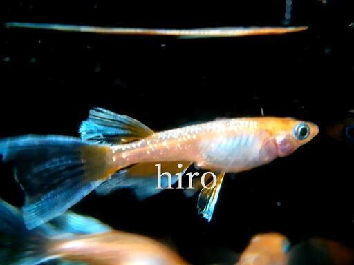 最新品種】朱光菊リアルロングフィンメダカの卵 25個 (朱光菊RLF