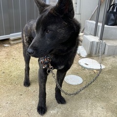 甲斐犬　七ヶ月　オス　