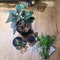植物の画像