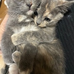かなり希少なパステルサビの姉妹子猫