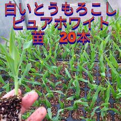 ピュアホワイト　苗　20本