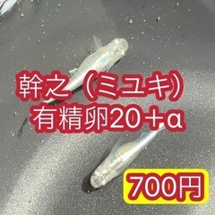 【幹之（ミユキ）メダカ　有精卵　20＋α】めだか　体外光　フルボ...