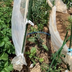 畑　家庭菜園