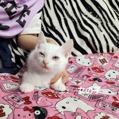 ２ヶ月位の子猫ちゃん🐈️