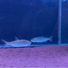 熱帯魚　　ゴリアテ　アルマータス