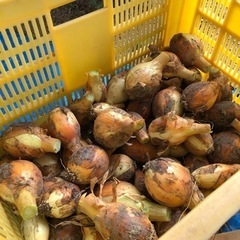タマネギ　無料　　の画像