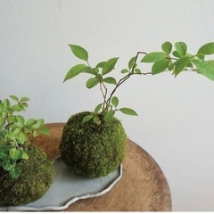 苔玉作りのワークショップ♪初めての方でも参加ok！ご連絡お待ちしております☺️の画像