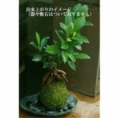苔玉作りのワークショップ♪初めての方でも参加ok！ご連絡お待ちしております☺️の画像