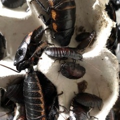 【バンデットジャイアントヒッシングローチ】自家繁殖余品の画像