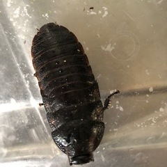 【バンデットジャイアントヒッシングローチ】自家繁殖余品の画像