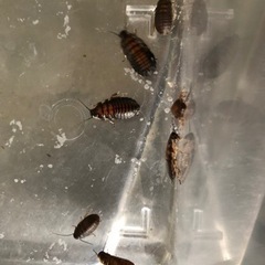 【バンデットジャイアントヒッシングローチ】自家繁殖余品の画像