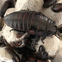 【バンデットジャイアントヒッシングローチ】自家繁殖余品の画像