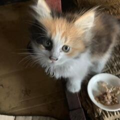 子猫の里親を募集します