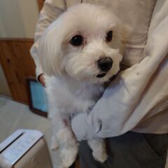 【一旦募集停止】元気いっぱいマルチーズの男の子