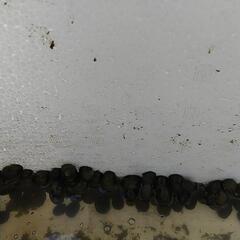 天然採取、石巻貝、150個セット。