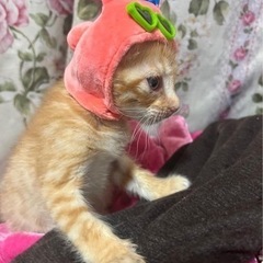 代理 里親募集中