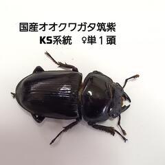 国産オオクワガタ筑紫KS系統　♀単