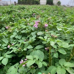 じゃが芋堀と玉ねぎw堀　オマケ野菜付