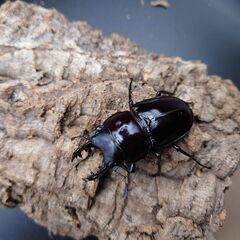 配送可能　ヤエヤママルバネクワガタ　トリオ　(クワガタ　カブト)