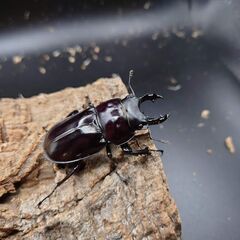 配送可能　ヤエヤママルバネクワガタ　トリオ　(クワガタ　カブト)の画像